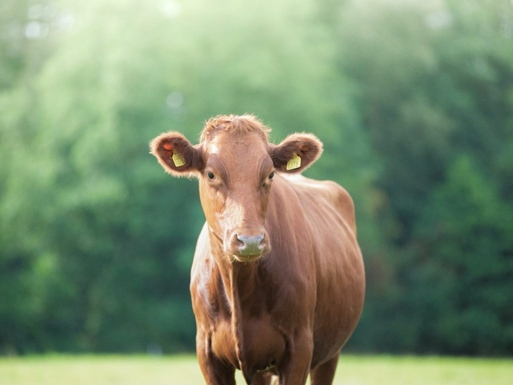 Focus Photography of Brown Cow