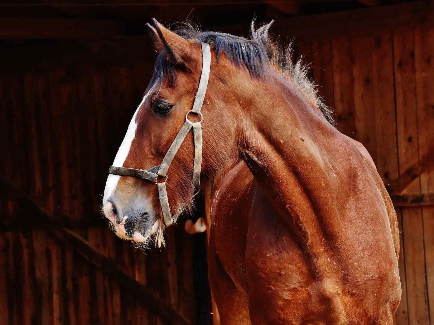 Brown Horse